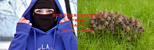 шишки Алзамай